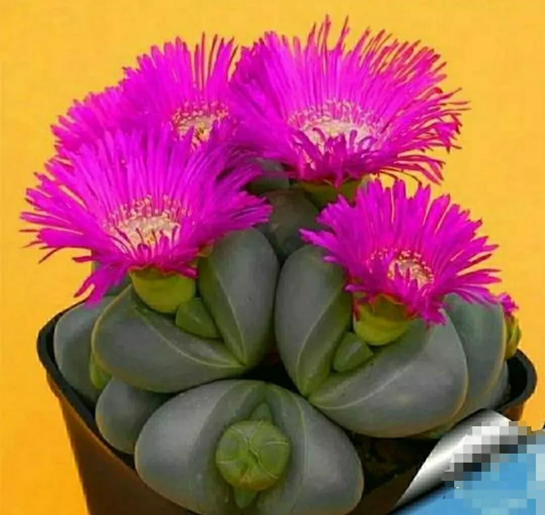 多肉植物石头开花,多肉石头花秋季