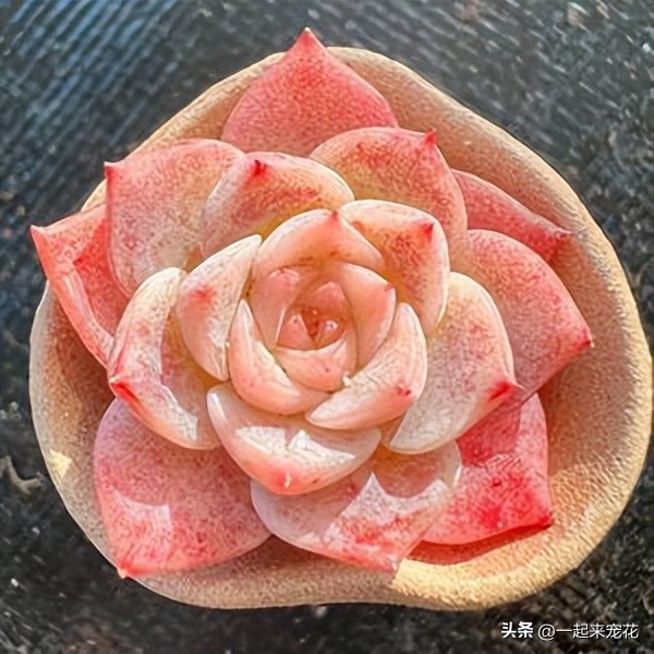 4种经典的网红多肉,最近很火的网红小多肉