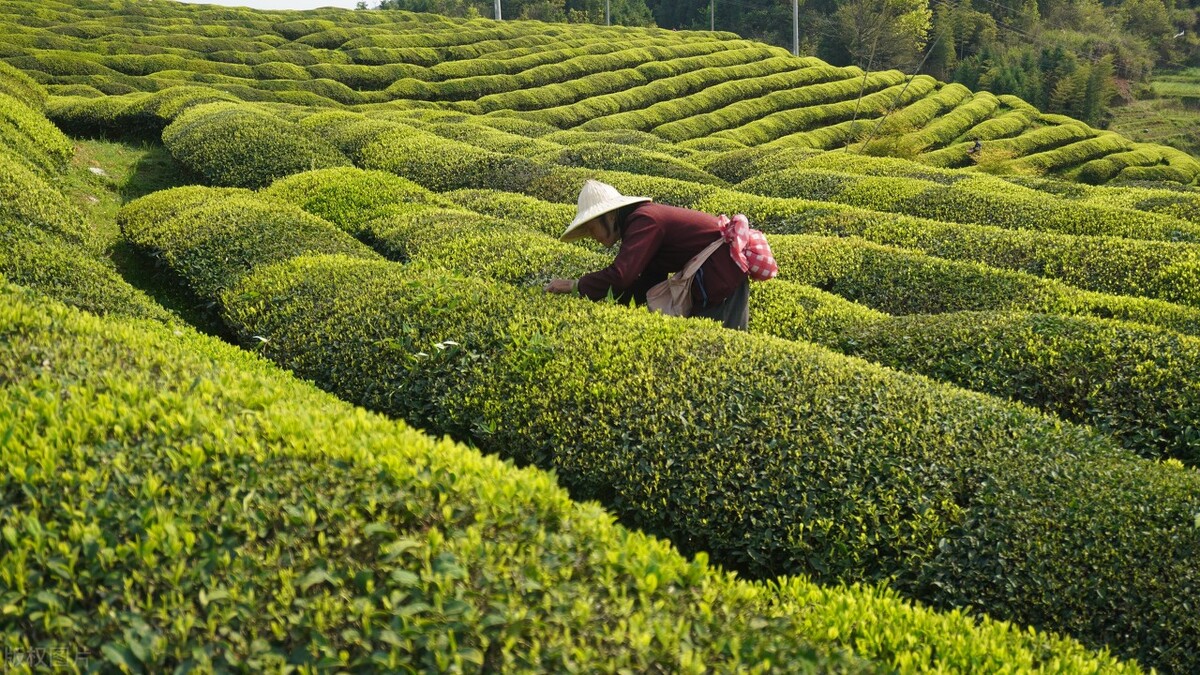 婺源绿茶和日照绿茶区别,江西狗牯脑绿茶最好喝的秋茶排名