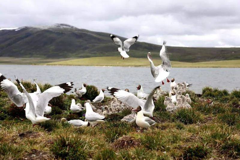 雪山下的梦幻球场爆红网络！*藏西**的这个小城，值得被所有人看到