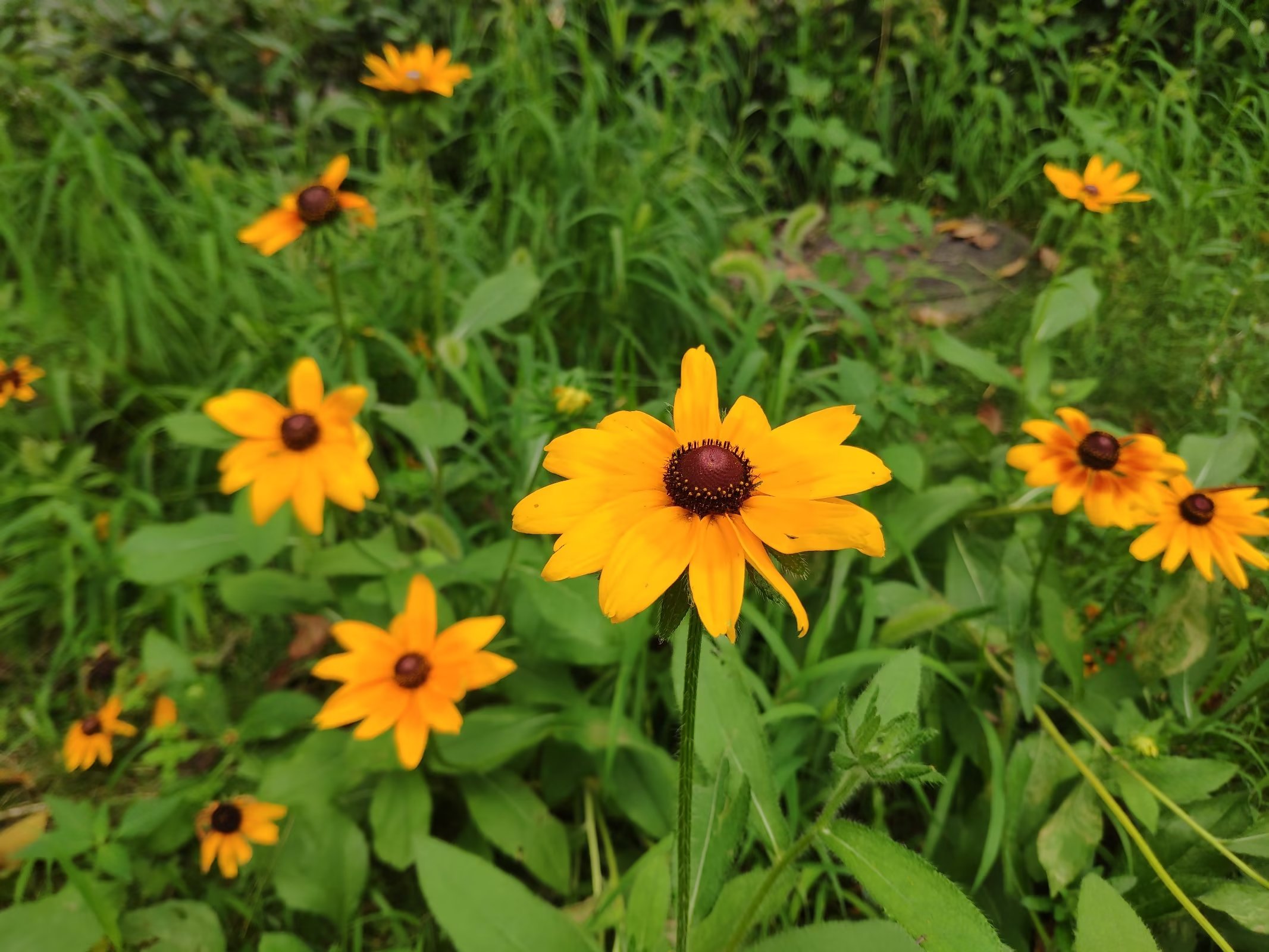 重庆一公园现大片黑心菊，金灿灿的花瓣宛若一片金色的海洋