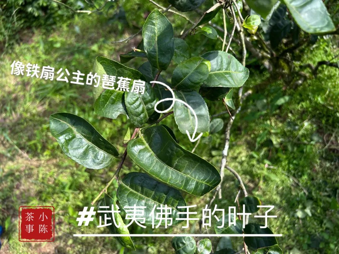 邂逅佛手茶园之后，开始遥想雪梨汤，轻盈若纱，又清新甘甜