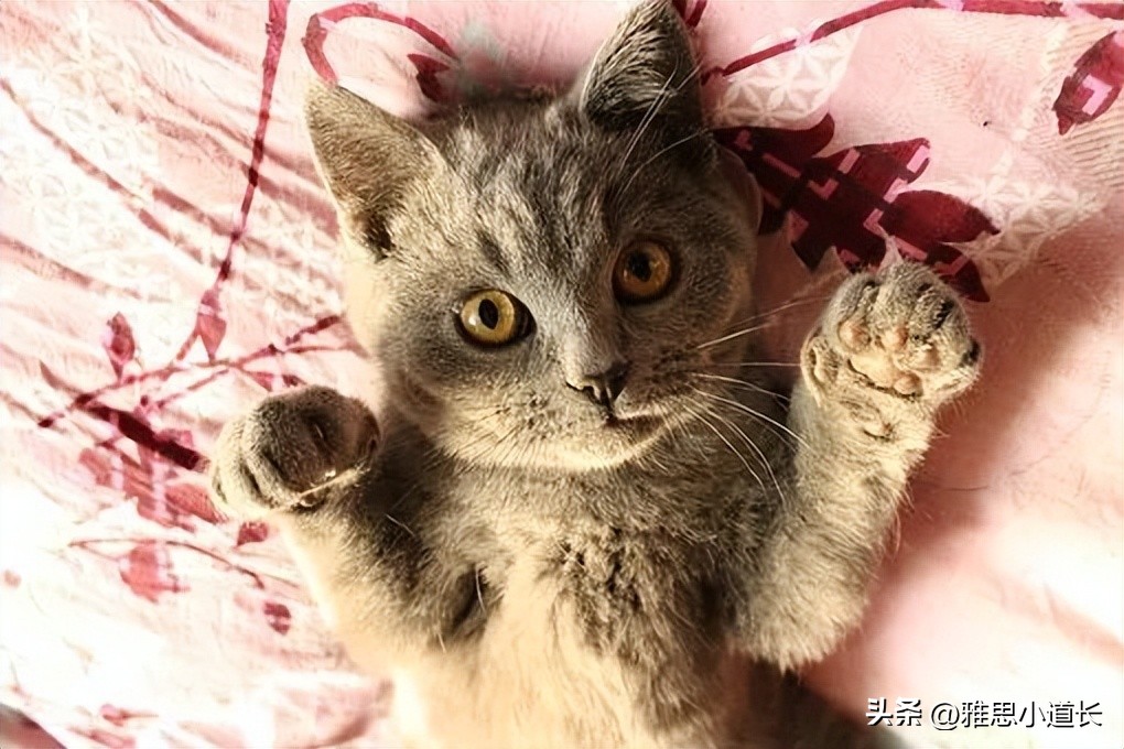 老外说bobo啥意思,老外说bobo什么意思