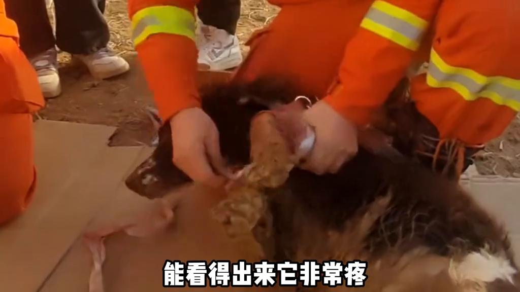 狗狗腿上受伤了怎么包扎,狗狗受伤后疼的全身发抖怎么办