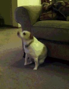 天啊！狗原来会跟自己的“母亲”，发生交配