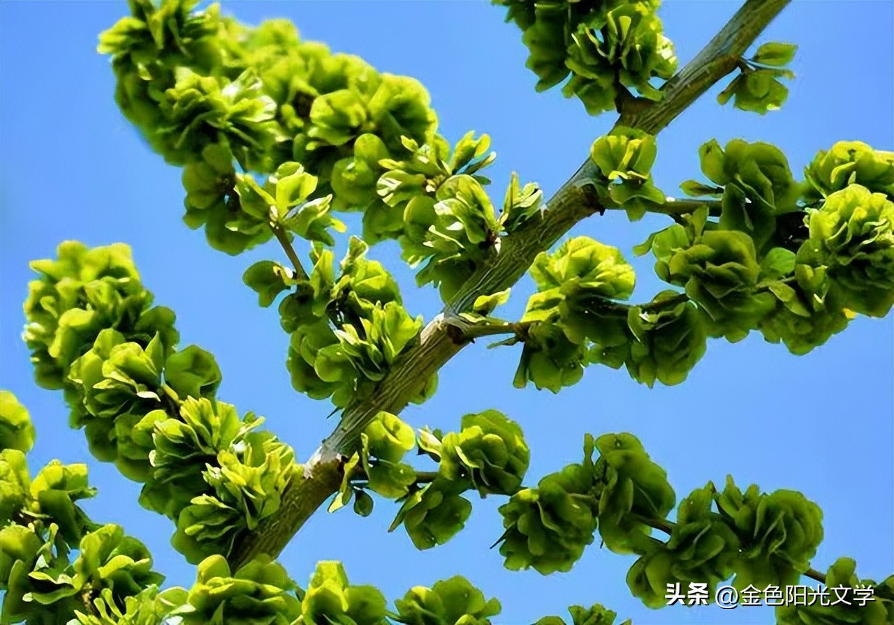 小蝌蚪回家了小短文,小蝌蚪回家了作文