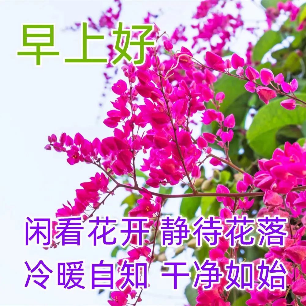 精美早上好动态表情包图片大全,最新早上好表情包动态图片大全