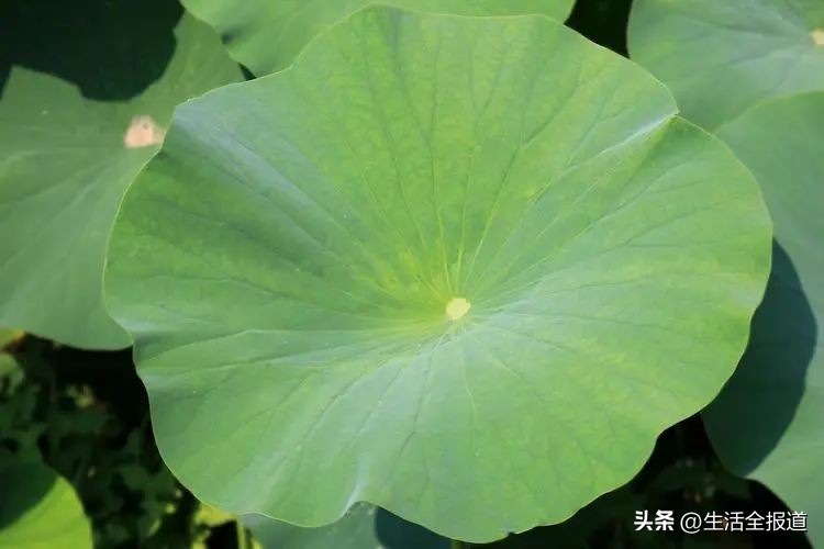 荷花是最好的中药,荷花全身有哪些药用价值