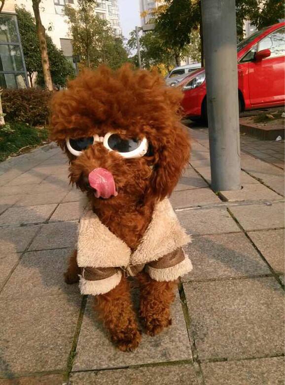 泰迪全身疼痛,泰迪生产时痛苦的叫唤