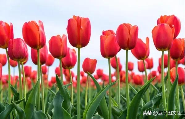 郁金香的花貌和郁金香的花语,各种颜色郁金香的花语是什么