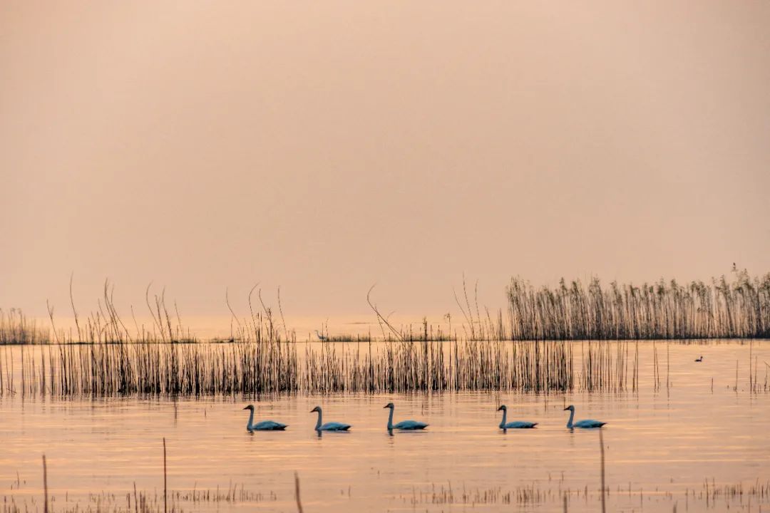 南京景色视频,南京景色作文