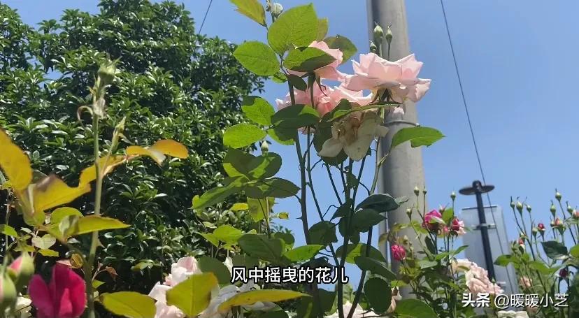 名副其实意思是什么,五一劳动节名副其实劳动的一天