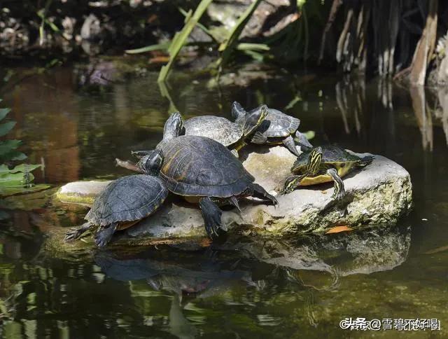 巴西乌龟冬眠最简单方法,乌龟冬眠方法及注意事项养龟必看