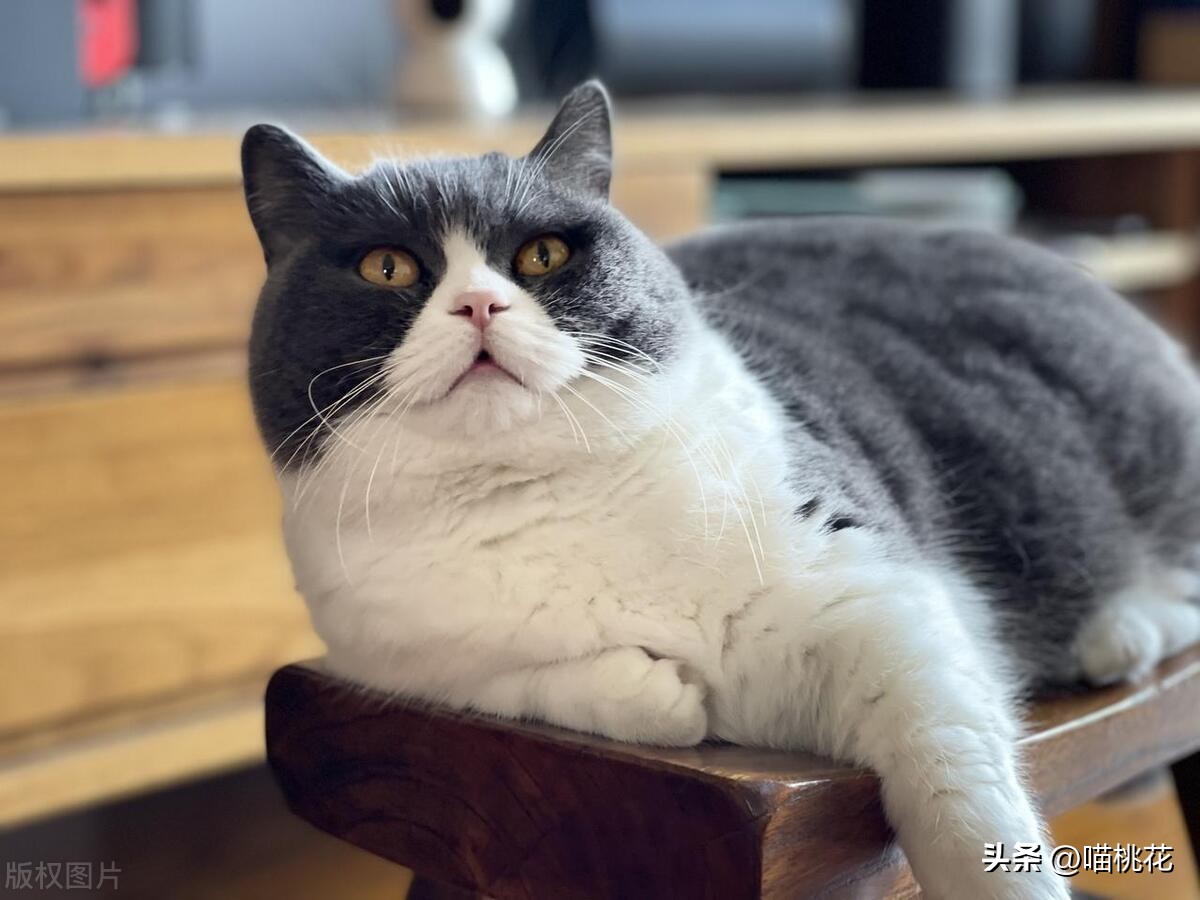 猫咪吃太多，肚子圆鼓鼓会不会有危险？如何正确控制猫咪喂食量