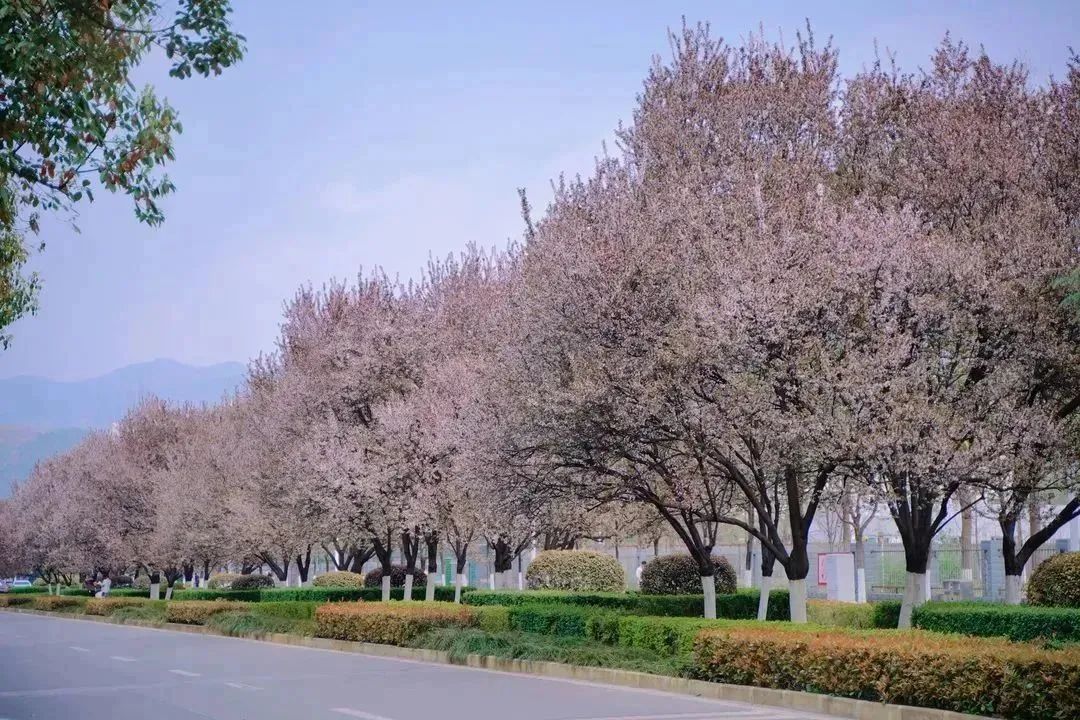 美翻了，四川高职院校风景如画，在这读书好巴适！