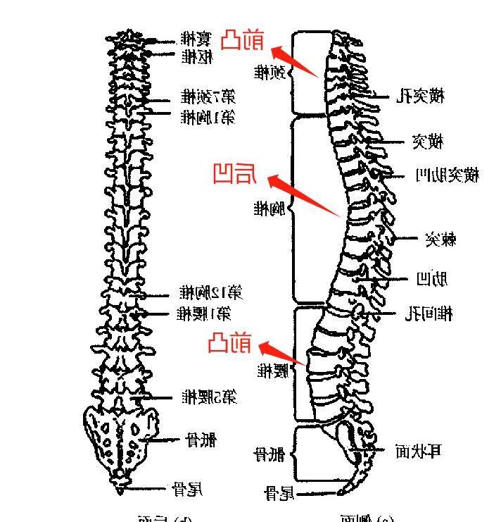 涓轰粈涔堝コ鐢熶笉鑳藉弶鑵垮潗,濂崇敓鍧愬Э浜ゅ弶鑵垮潗濂藉悧