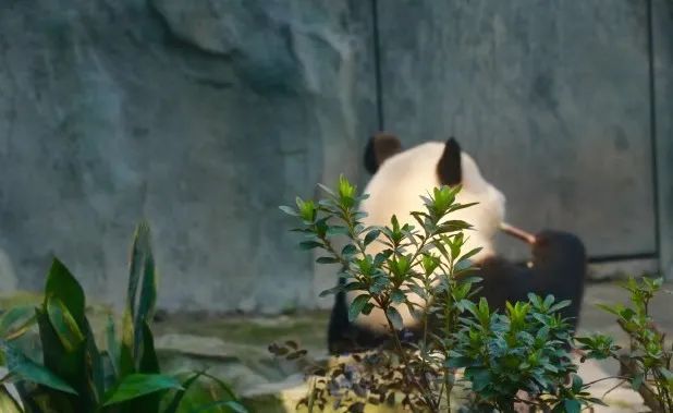 成都重庆九寨沟旅游攻略自由行,70-80岁老人旅游攻略成都