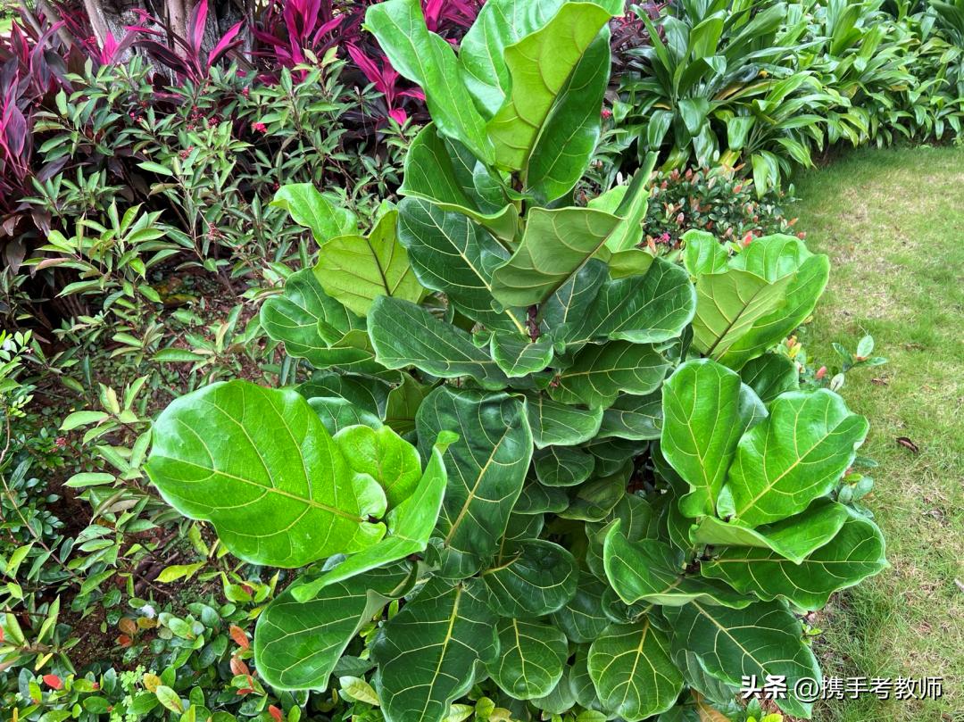 「生物专栏」大琴叶榕