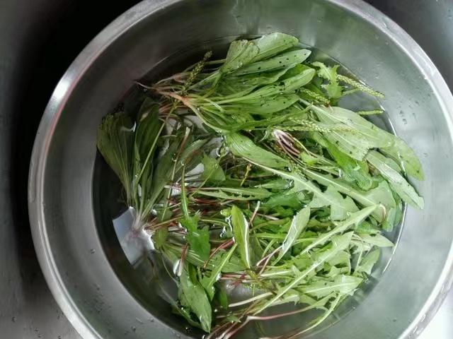 女性长期喝蒲公英茶的禁忌,疏通乳腺蒲公英散结茶