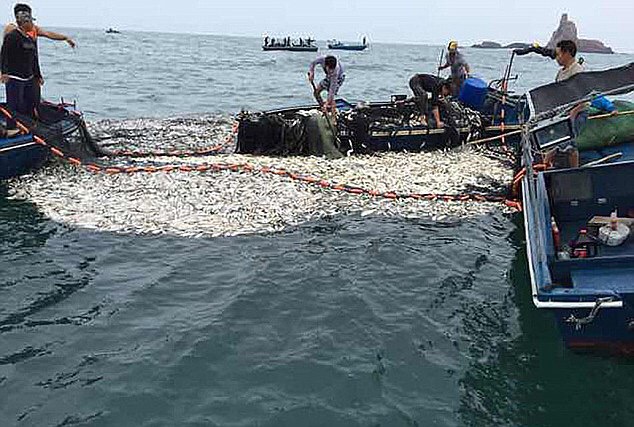 大黄鱼捕捞情况,浙江渔民一网捕4000斤大黄鱼