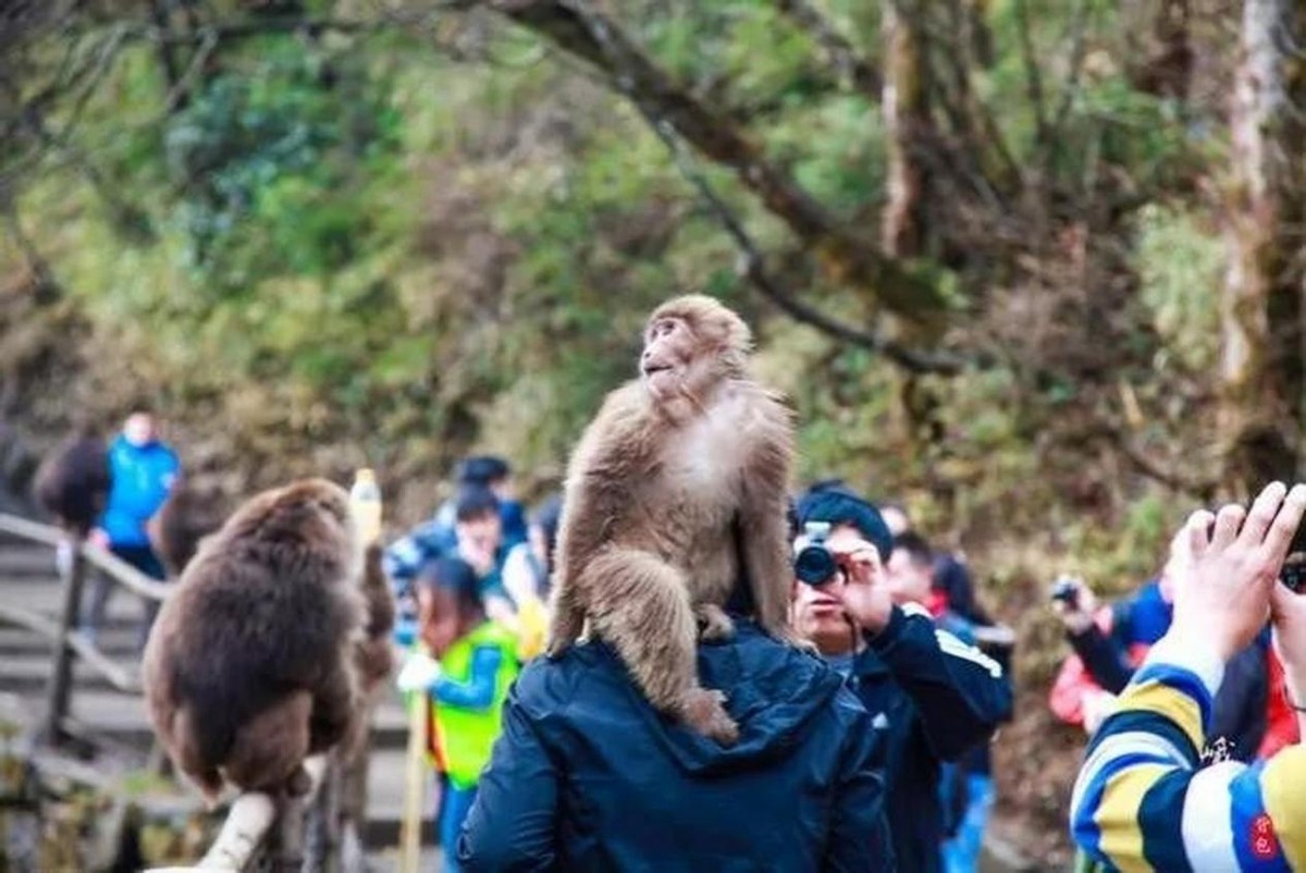 怒江金丝猴和峨眉猴干架,金丝猴遇上峨眉山猴子会发生什么