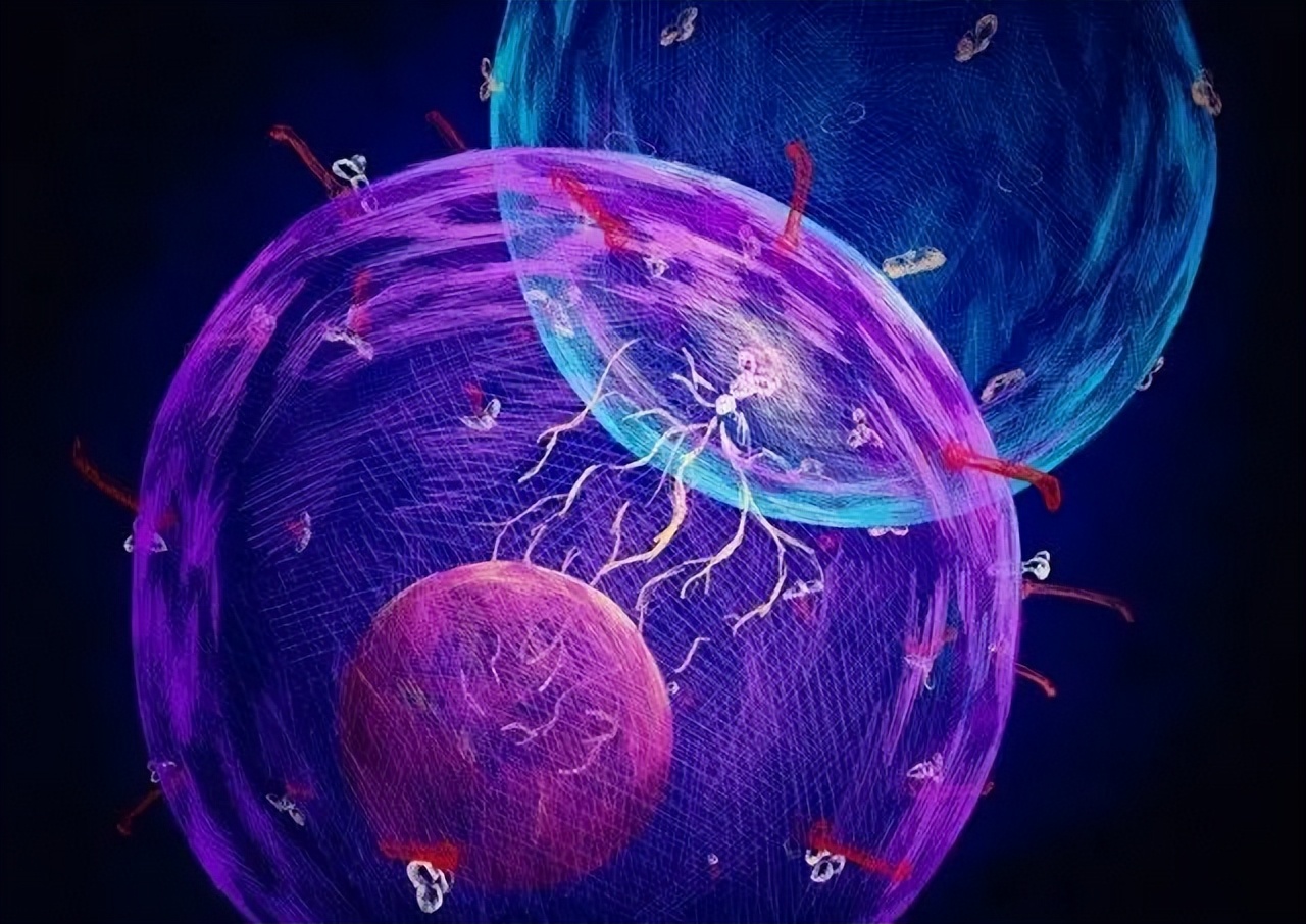 干细胞与免疫细胞究竟有何不同,干细胞与免疫细胞讲解