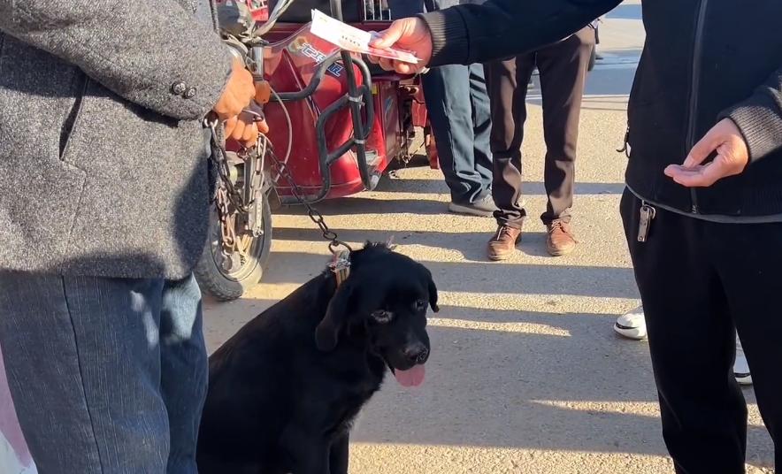 拉布拉多被硬塞进笼子,拉布拉多被关笼子6年