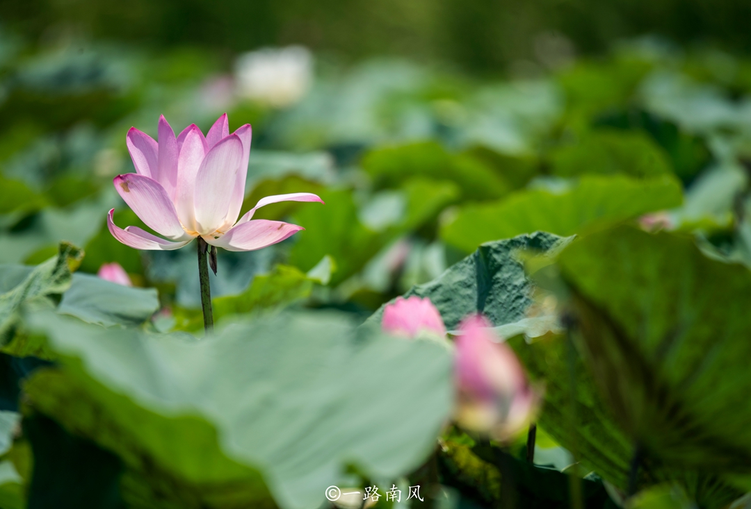 香港疍家人在船上的生活,广东八十年代疍家人船上生活饮食