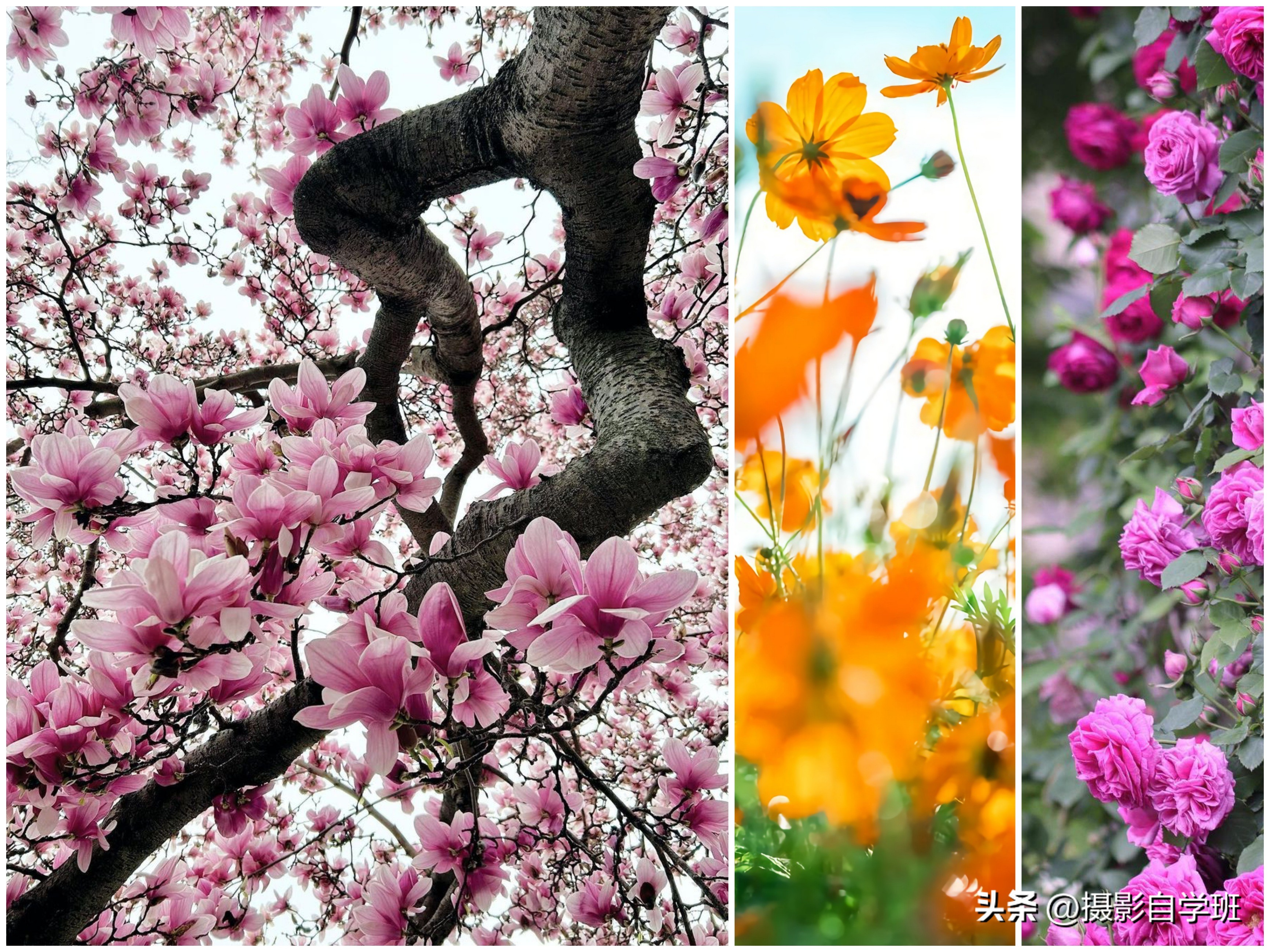 如何在夜里拍出好看的花朵照片,花朵怎么拍出好看的照片