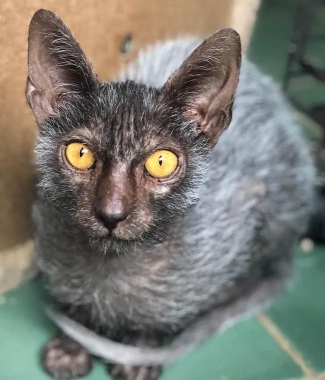 家猫常见的8个品种,常见的家猫都是什么品种