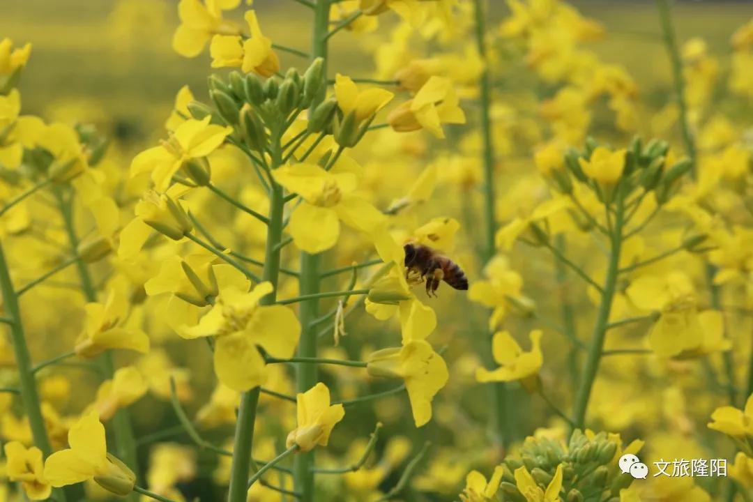 冬樱散场菜花香，蜂飞花间采蜜忙：用一天的时间去邂逅乡野风光