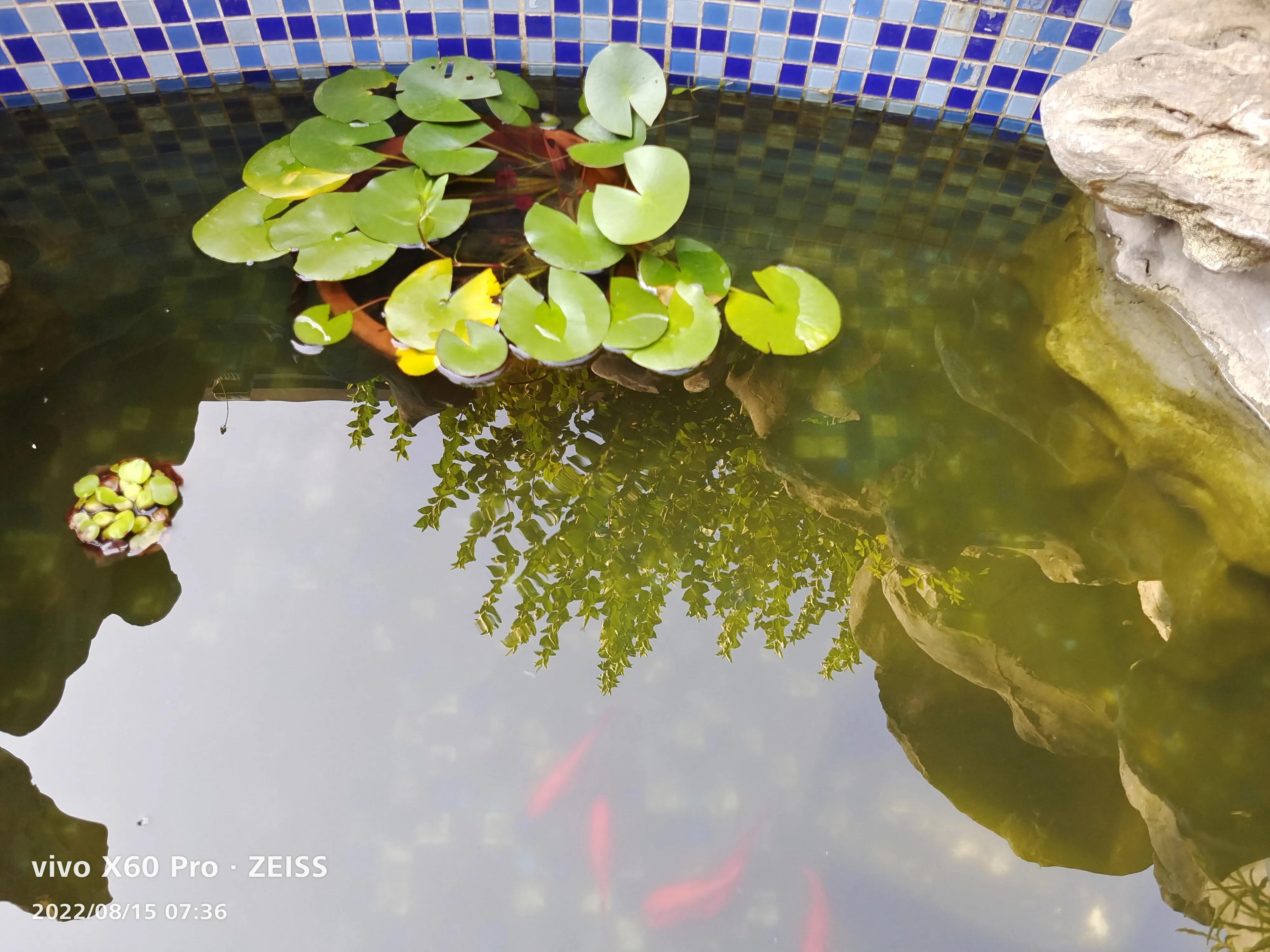 大金鱼怎样保护小金鱼的,家里的金鱼会生小金鱼吗