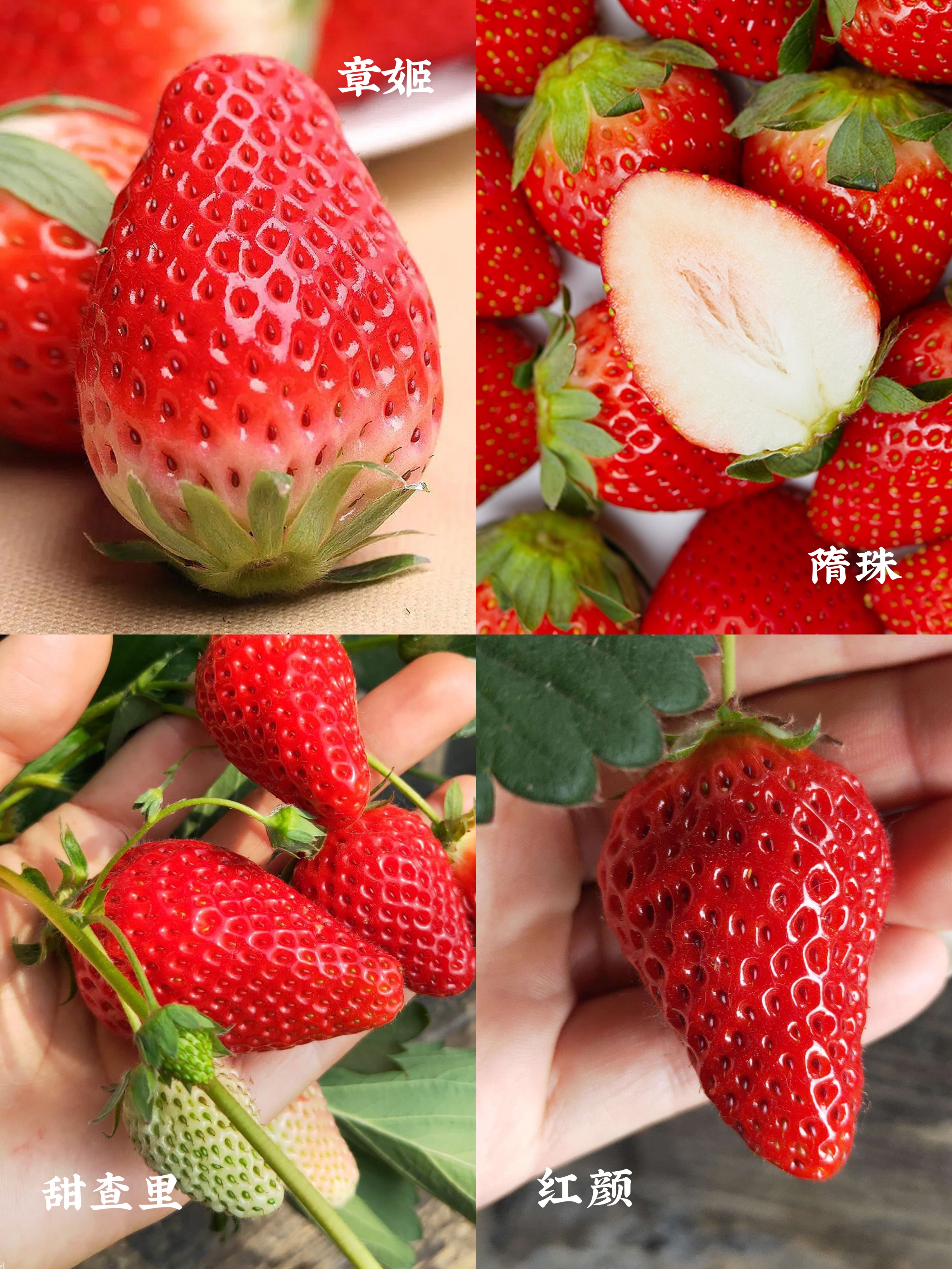 12月现在季节吃什么水果,12月什么水果最好吃最便宜