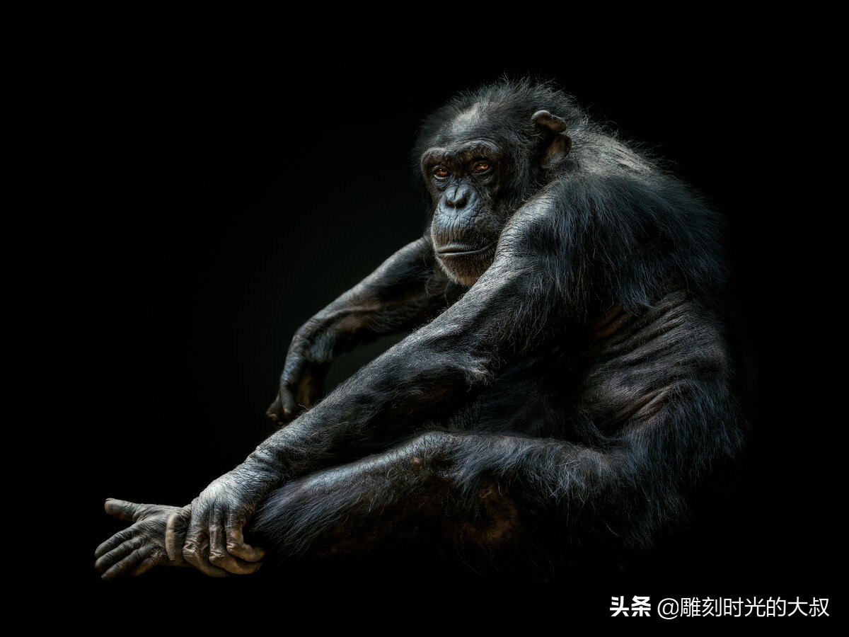 2022索尼世界摄影奖,2020年索尼世界摄影奖国家奖