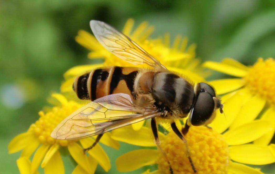 蜂蜇伤最好的处理方法,蜂蜇伤怎么处理