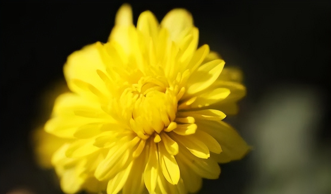 夏天多喝菊花茶排毒,夏天喝菊花茶降火么