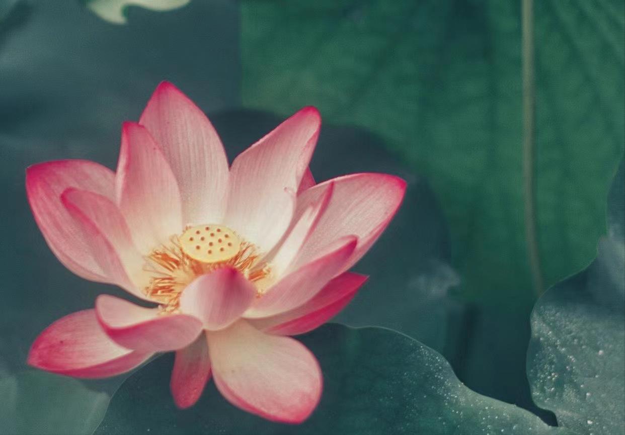 一个家庭的福气是有预兆的,一个家庭有好运