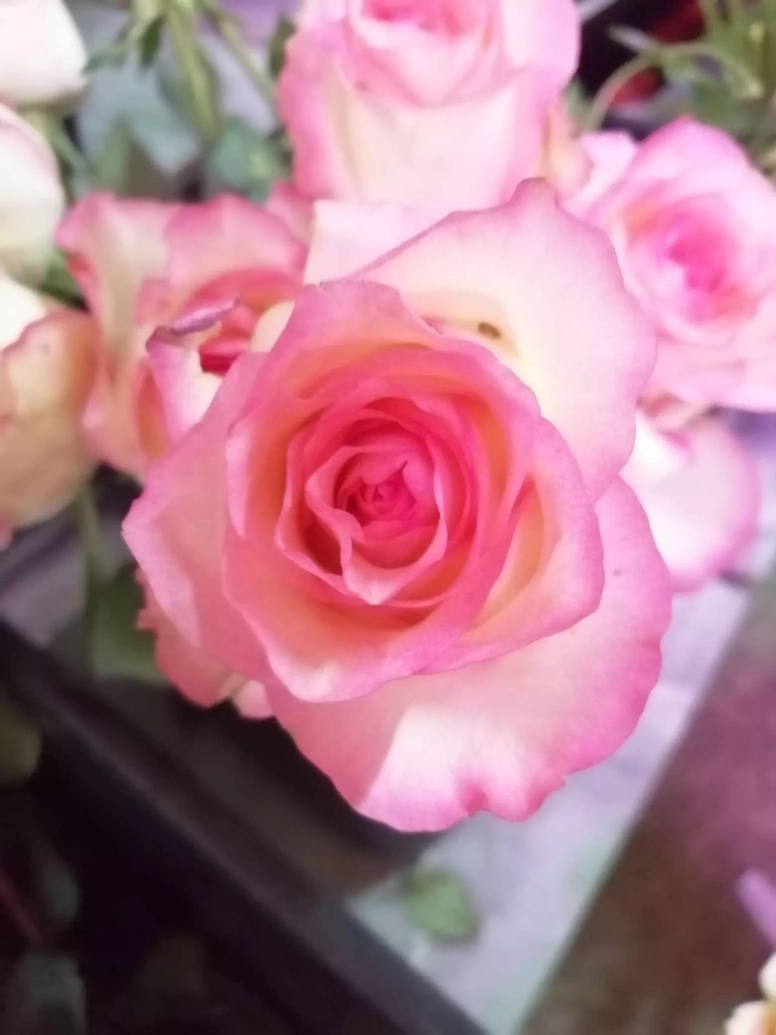 花草种类名称介绍,各种各样的花草名称大全