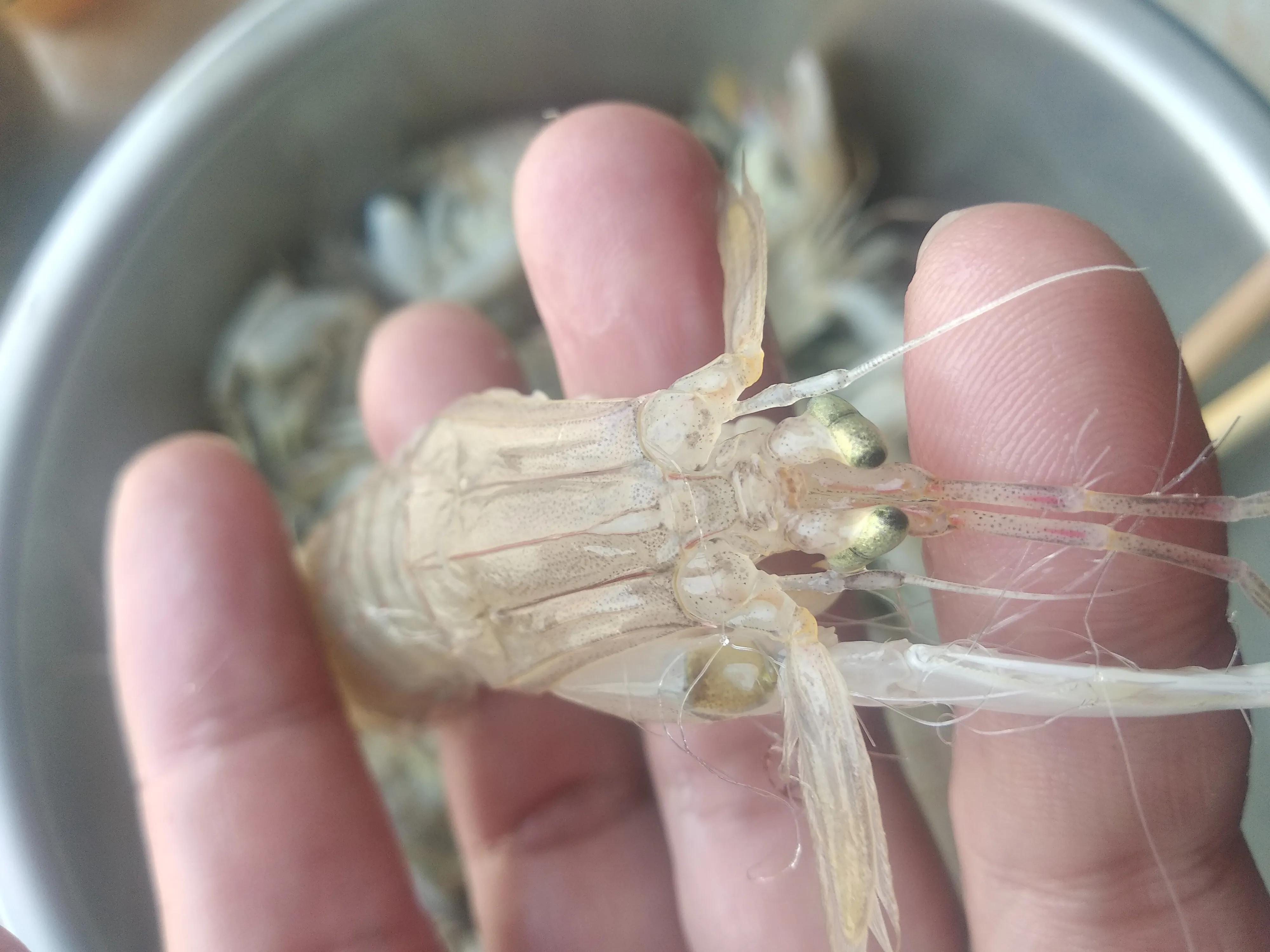 价格稍便宜一下的海鲜,常见的45种海鲜价格大全