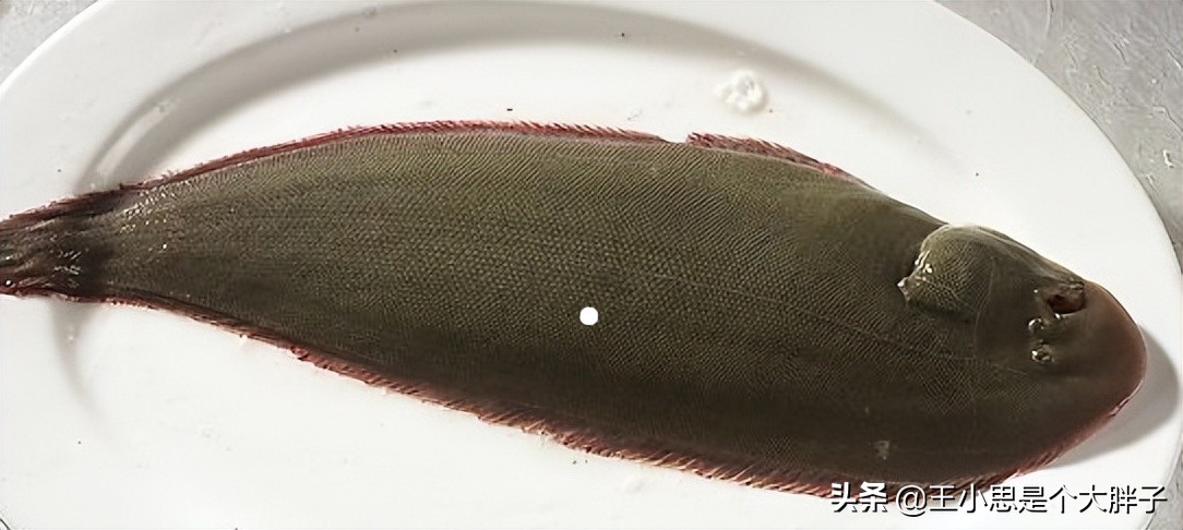 六种野生鱼不能人工养殖,市场上这6种鱼放心购买
