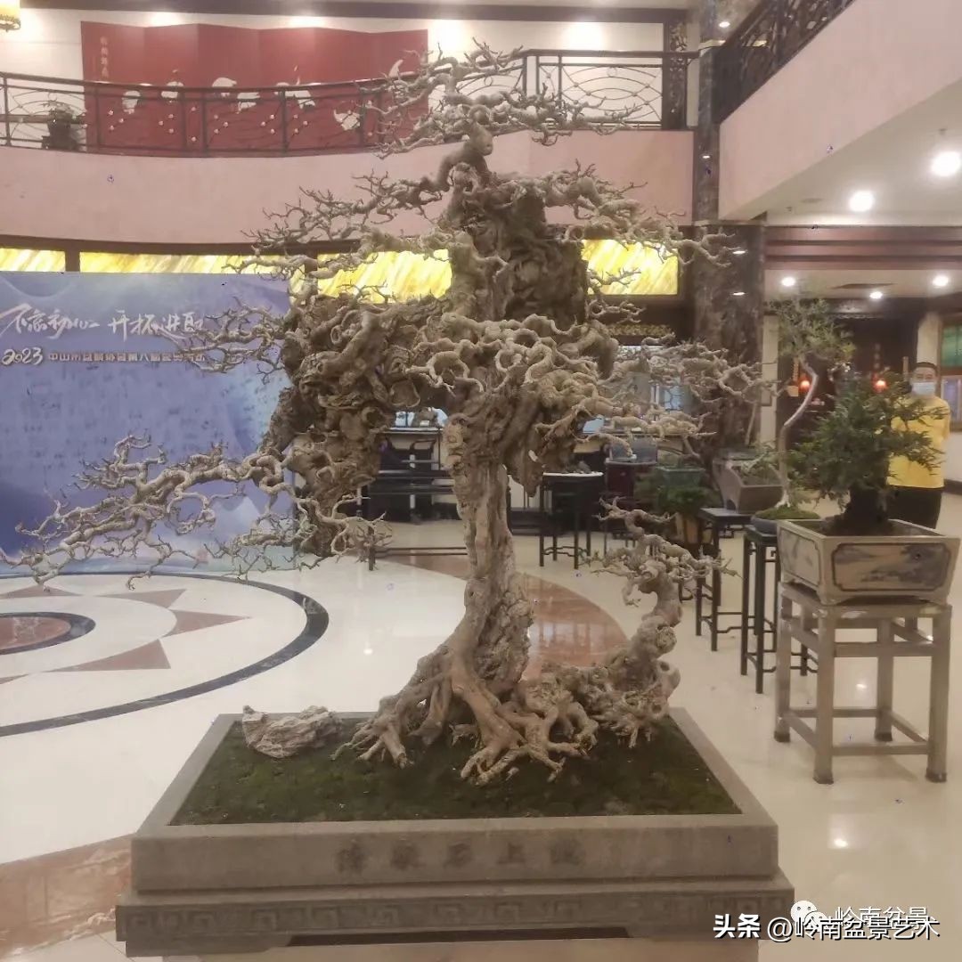 “不忘初心，开拓进取”——中山盆景协会第八届会员活动圆满成功