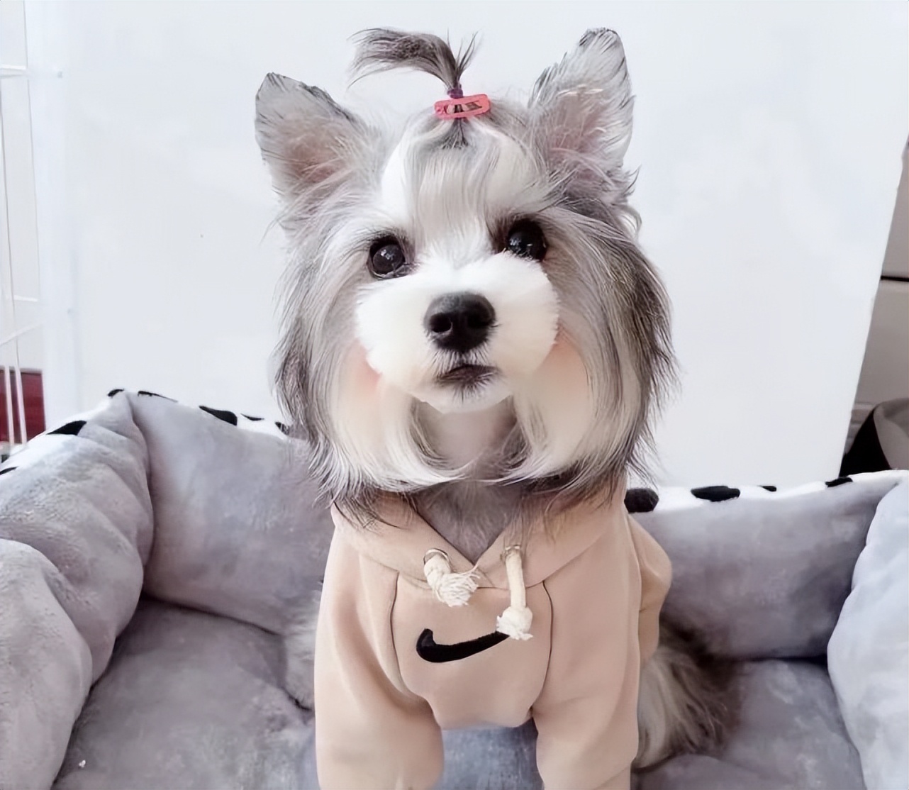 新手养小狗入门必备攻略,新手养青年狗怎么养长得好干货