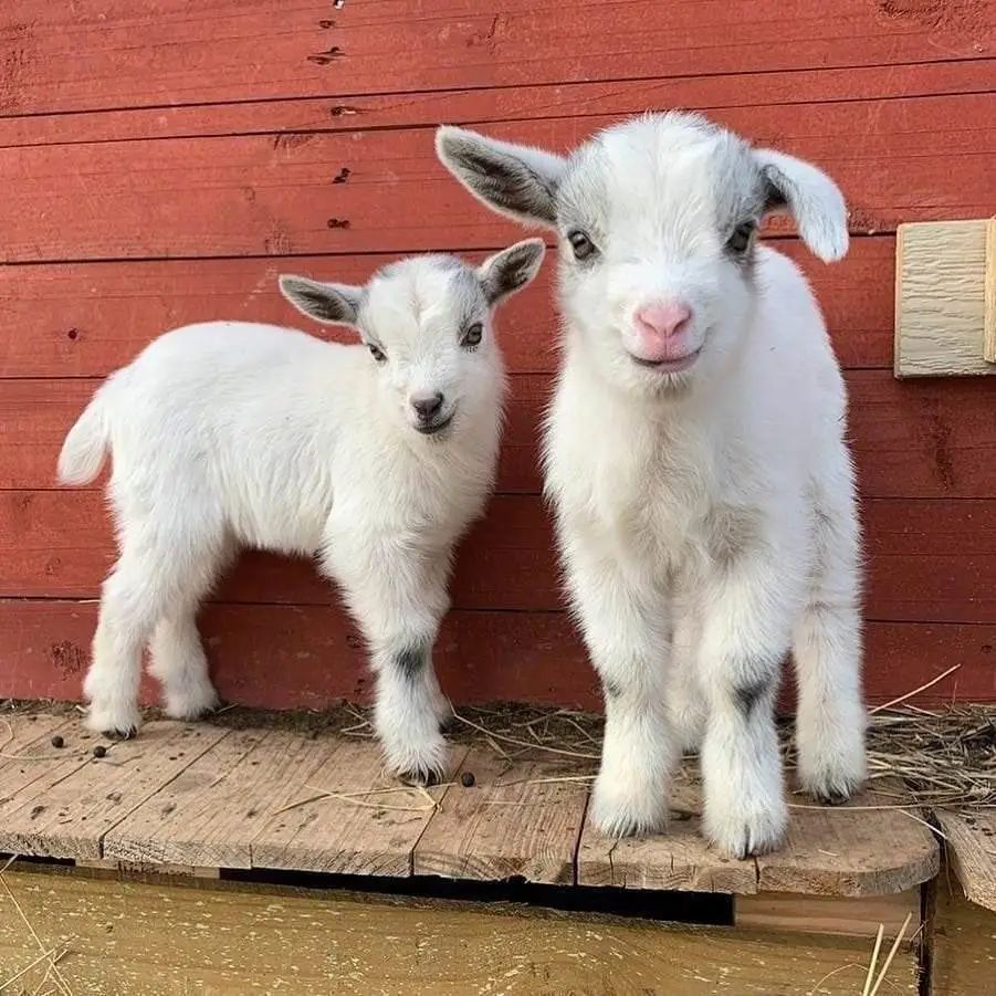用竹子做的羊床能用几年,竹子养殖羊床制作方法