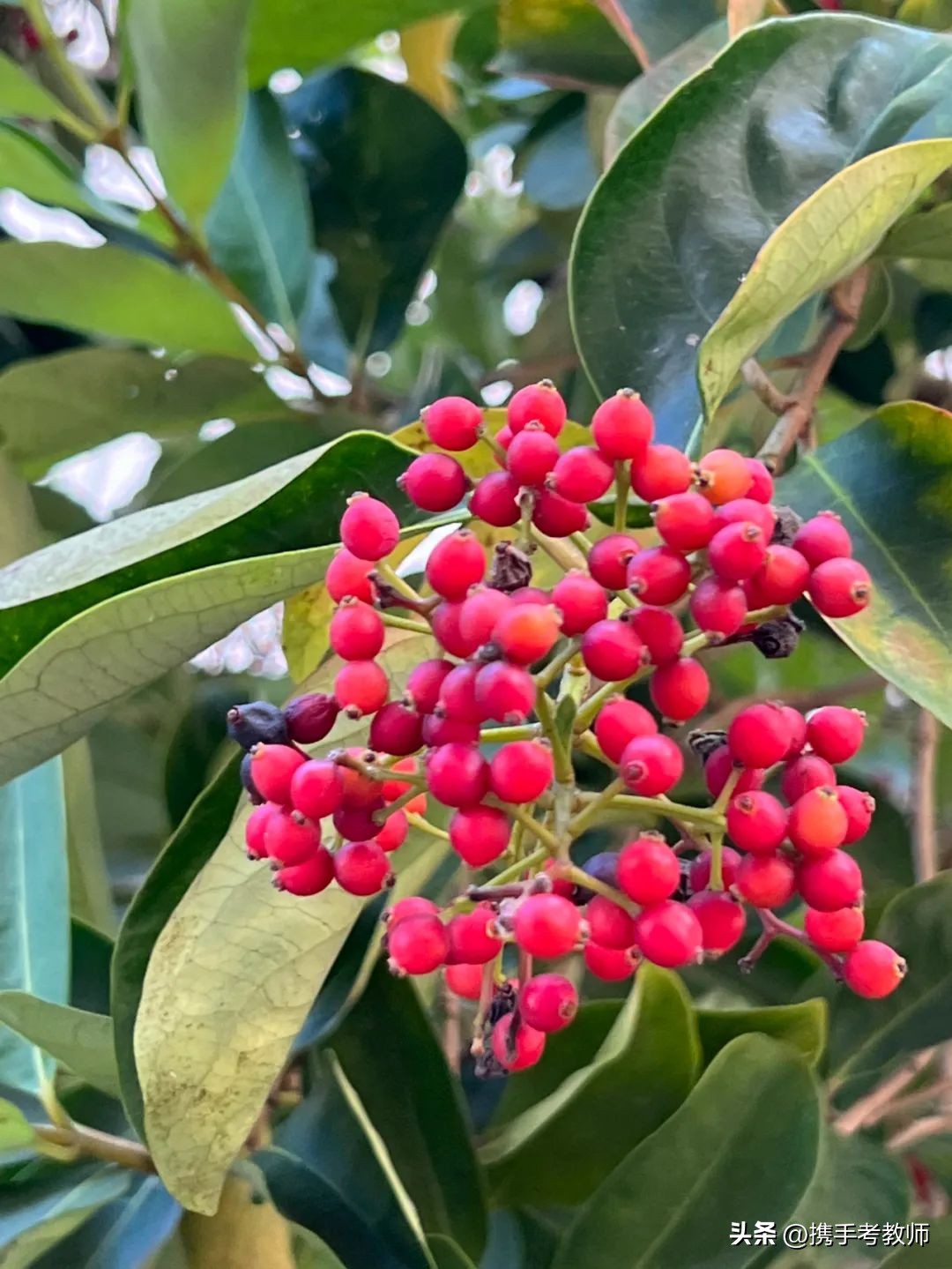 「生物专栏」珊瑚树