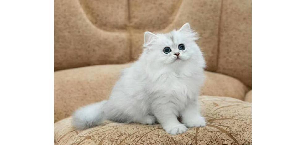 金吉拉是什么猫培育出来的呢,金吉拉容易和哪种猫容易弄混