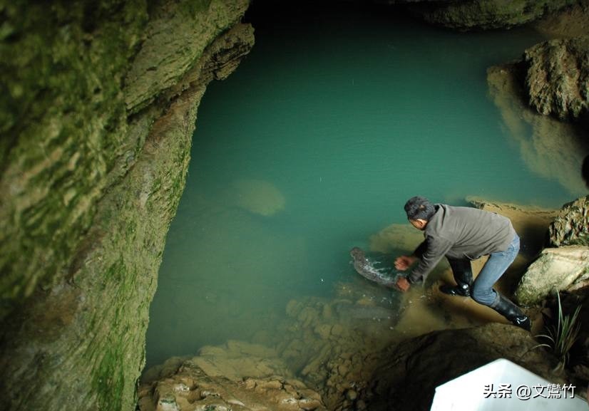 张家界甲鱼价钱表,张家界甲鱼