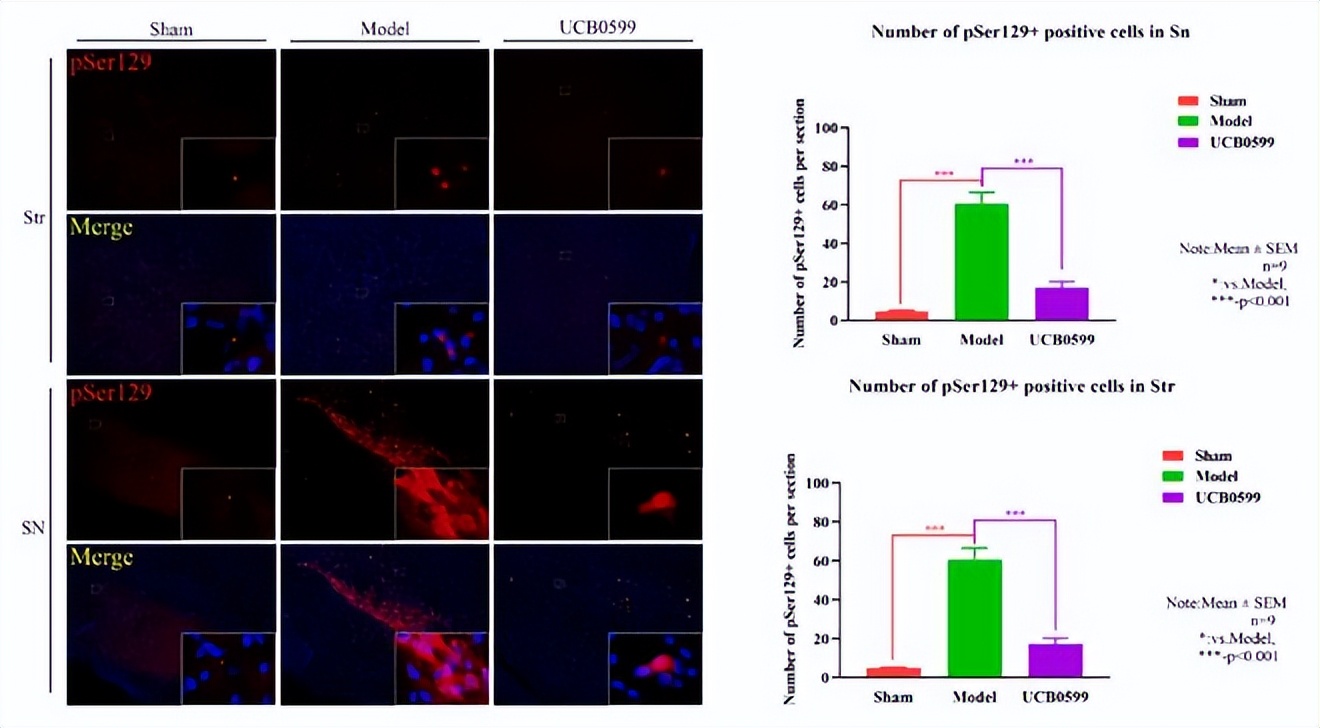 神经病理性疼痛动物模型,神经退行性小鼠模型