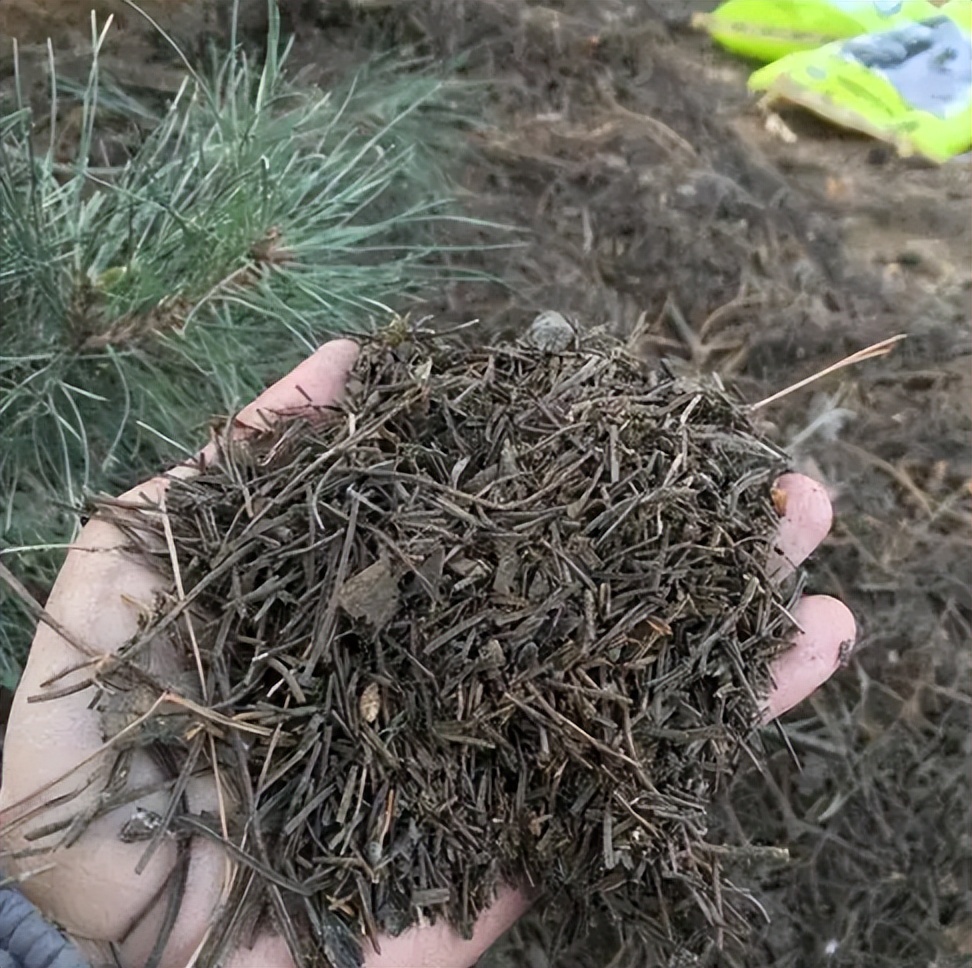 家庭盆栽喜酸的植物,盆栽土壤变酸最快的方法