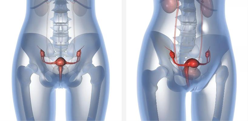 阴道微生态平衡与HPV
