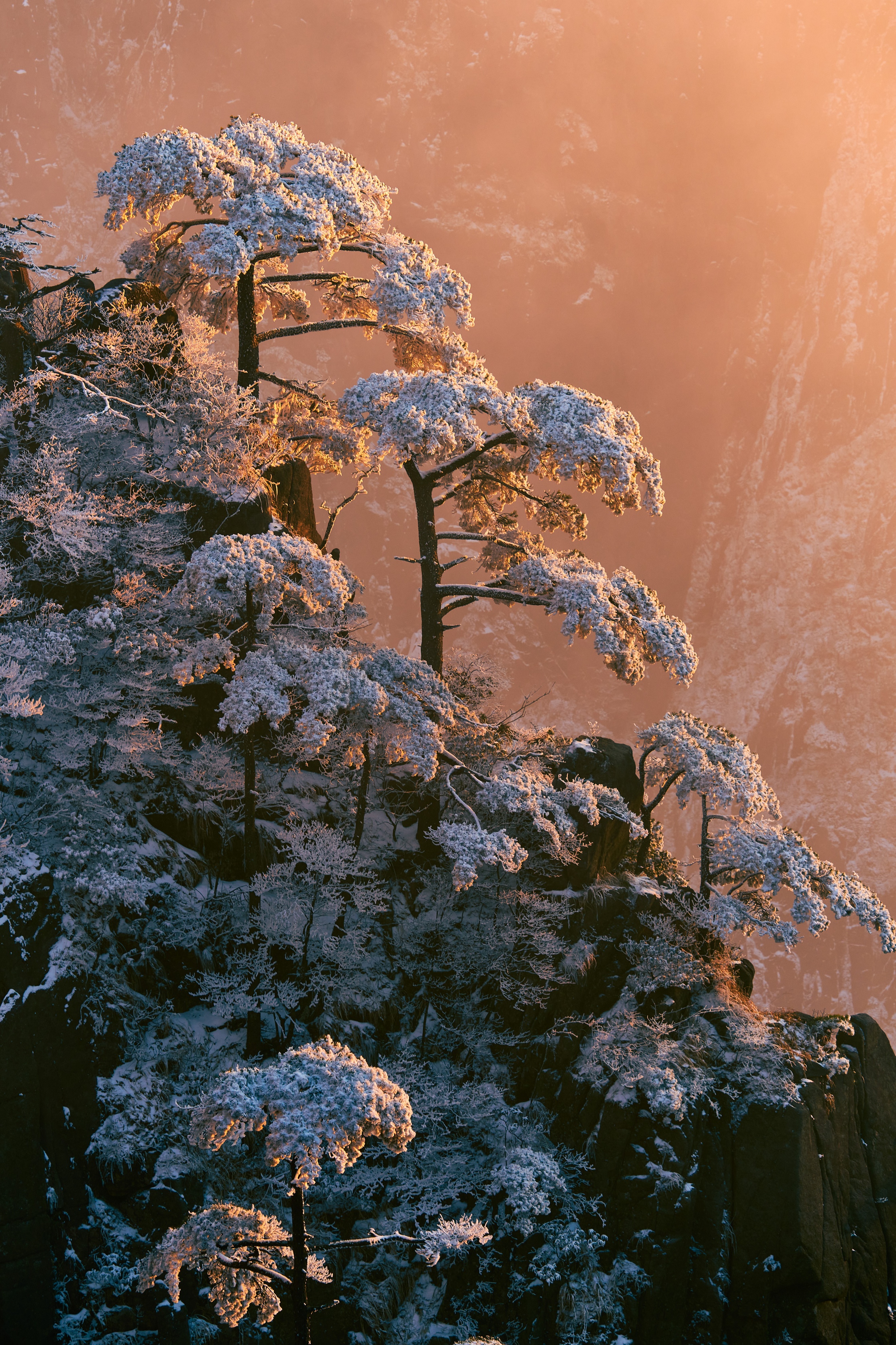 拍野生动物摄影作品,拍动物风景